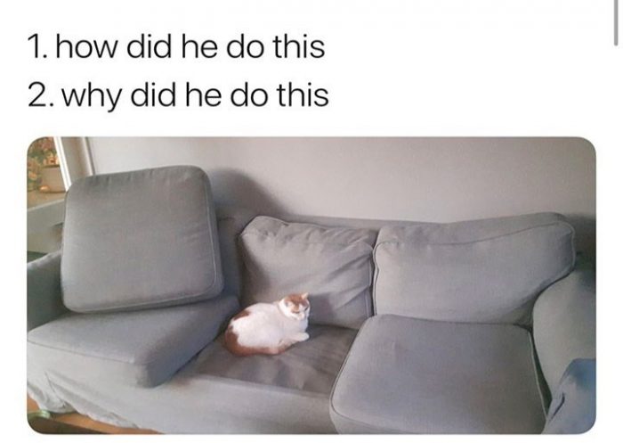 I Found The 14 Funniest Lolcat Memes I Found The 14 Funniest Lolcat Memes