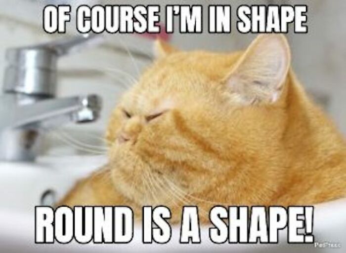 I Found The 14 Funniest Lolcat Memes I Found The 14 Funniest Lolcat Memes