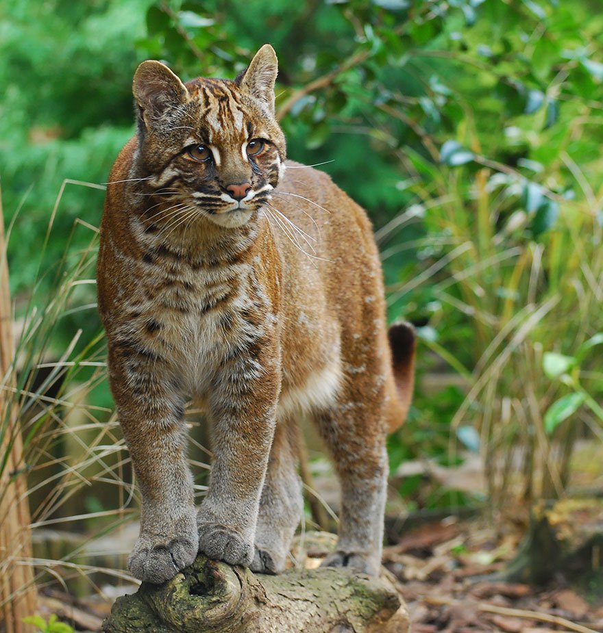 21 Rare Wild Cat Species You Probably Didn’t Know Exist 21 Rare Wild Cat Species You Probably Didn’t Know Exist