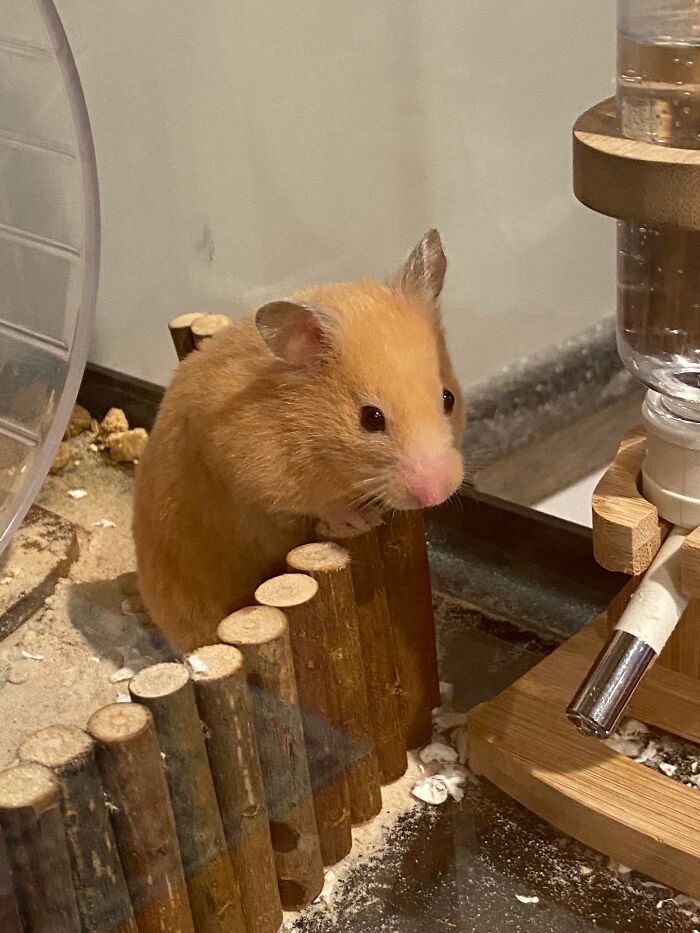 Hey Pandas, Share A Picture Of Your Hamster