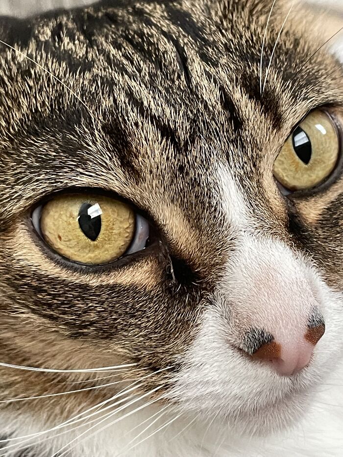 I Found The Best Photos Of My Pets