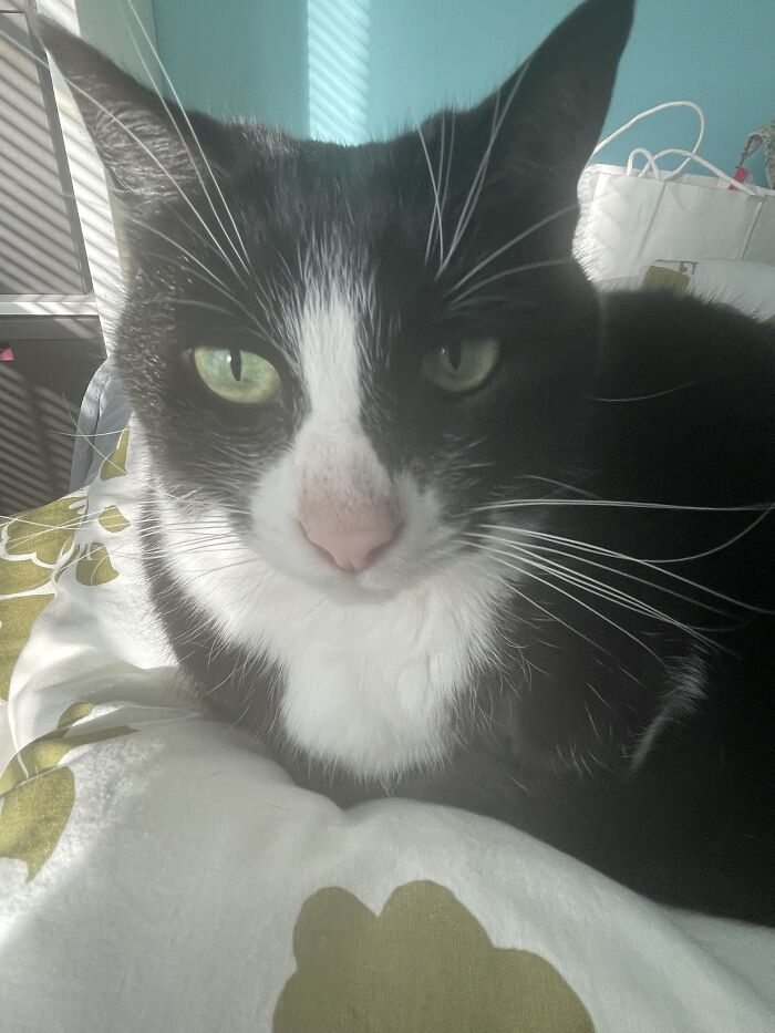 I Found The Best Photos Of My Pets