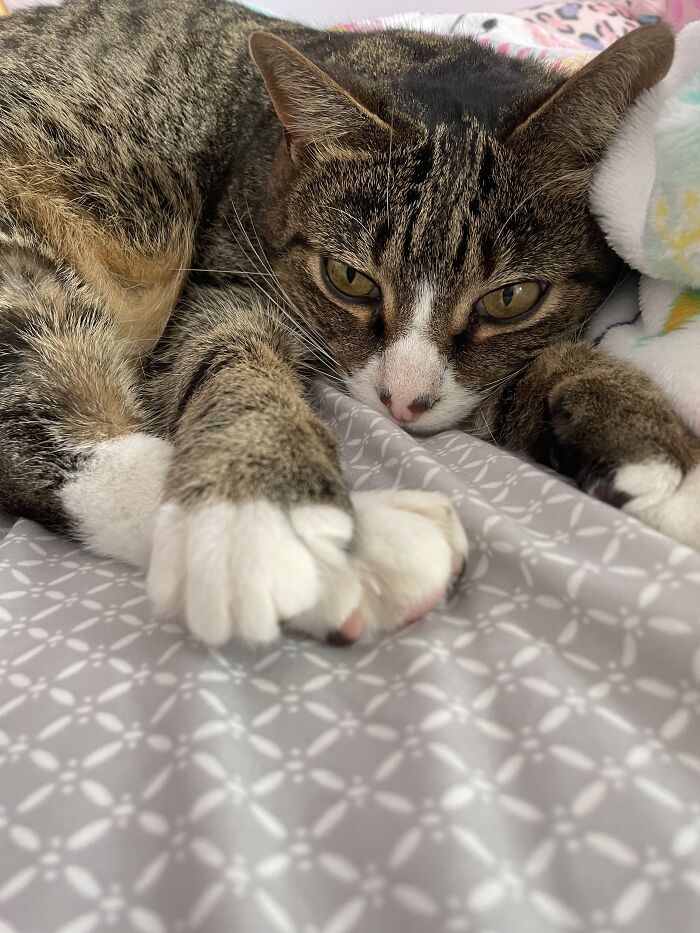 I Found The Best Photos Of My Pets