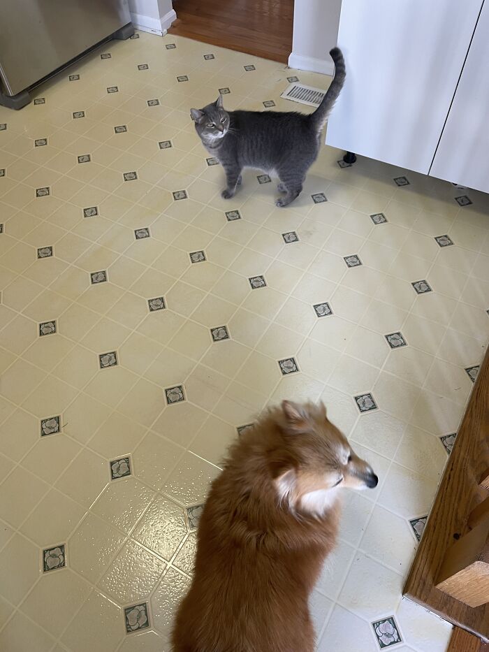 I Found The Best Photos Of My Pets