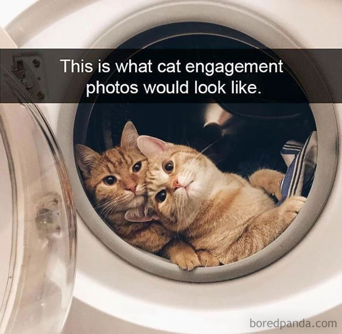 50 Hilarious Cat Memes From Happycat318 Instagram Account We’re Obsessed With 50 Hilarious Cat Memes From Happycat318 Instagram Account We’re Obsessed With
