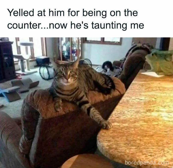50 Hilarious Cat Memes From Happycat318 Instagram Account We’re Obsessed With 50 Hilarious Cat Memes From Happycat318 Instagram Account We’re Obsessed With