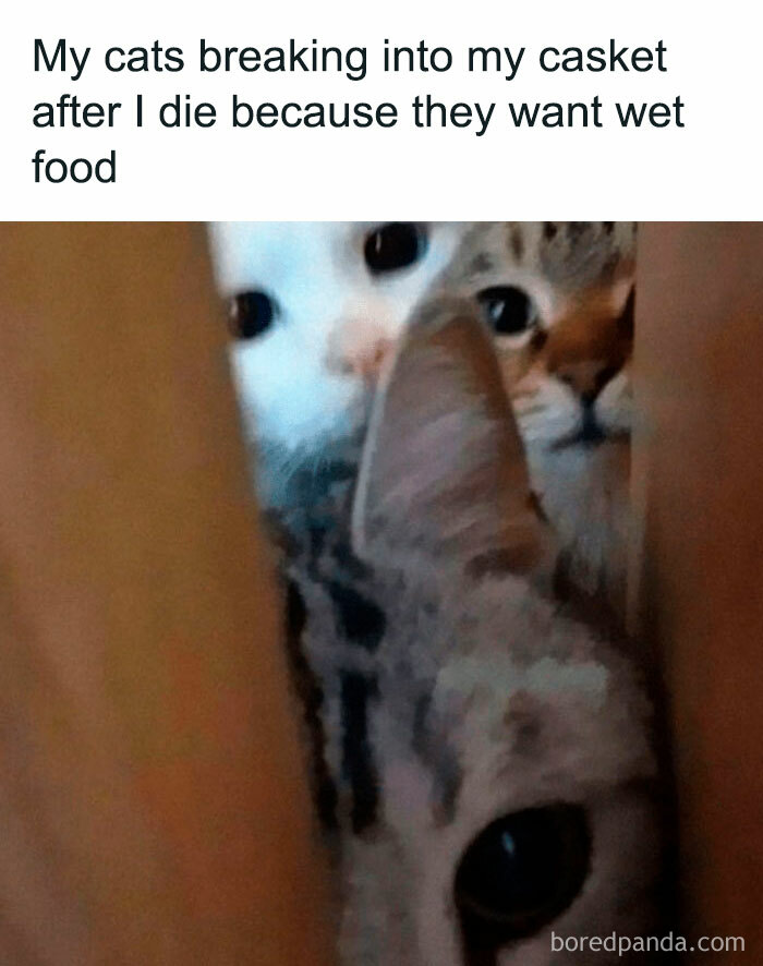 50 Hilarious Cat Memes From Happycat318 Instagram Account We’re Obsessed With 50 Hilarious Cat Memes From Happycat318 Instagram Account We’re Obsessed With