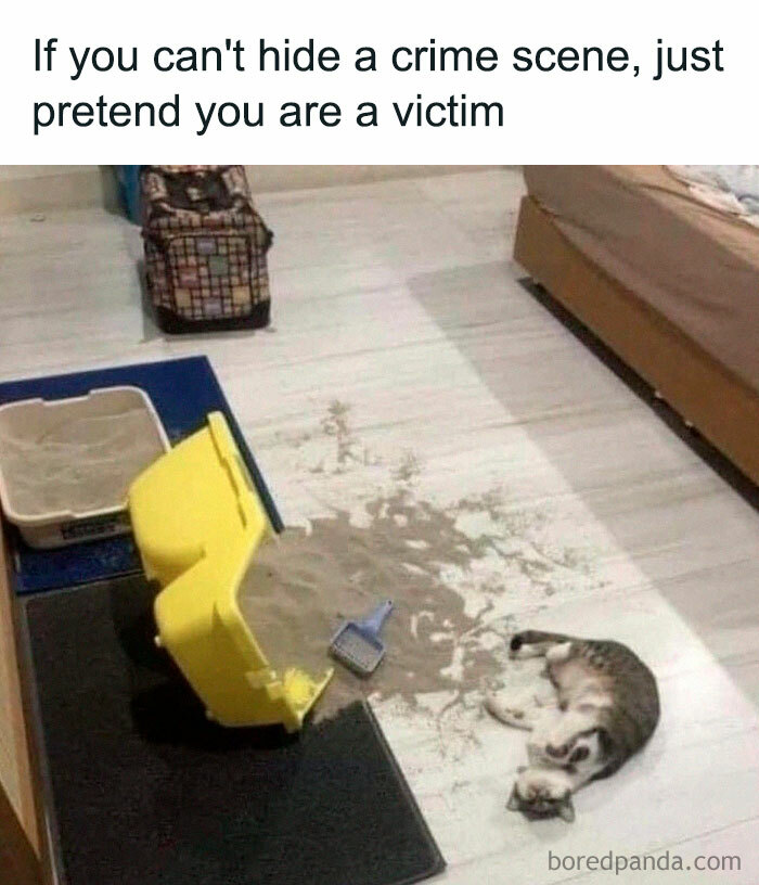 50 Hilarious Cat Memes From Happycat318 Instagram Account We’re Obsessed With 50 Hilarious Cat Memes From Happycat318 Instagram Account We’re Obsessed With