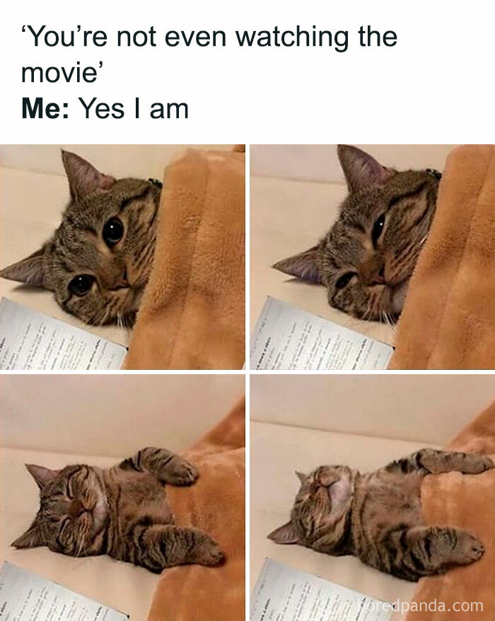 50 Hilarious Cat Memes From Happycat318 Instagram Account We’re Obsessed With 50 Hilarious Cat Memes From Happycat318 Instagram Account We’re Obsessed With