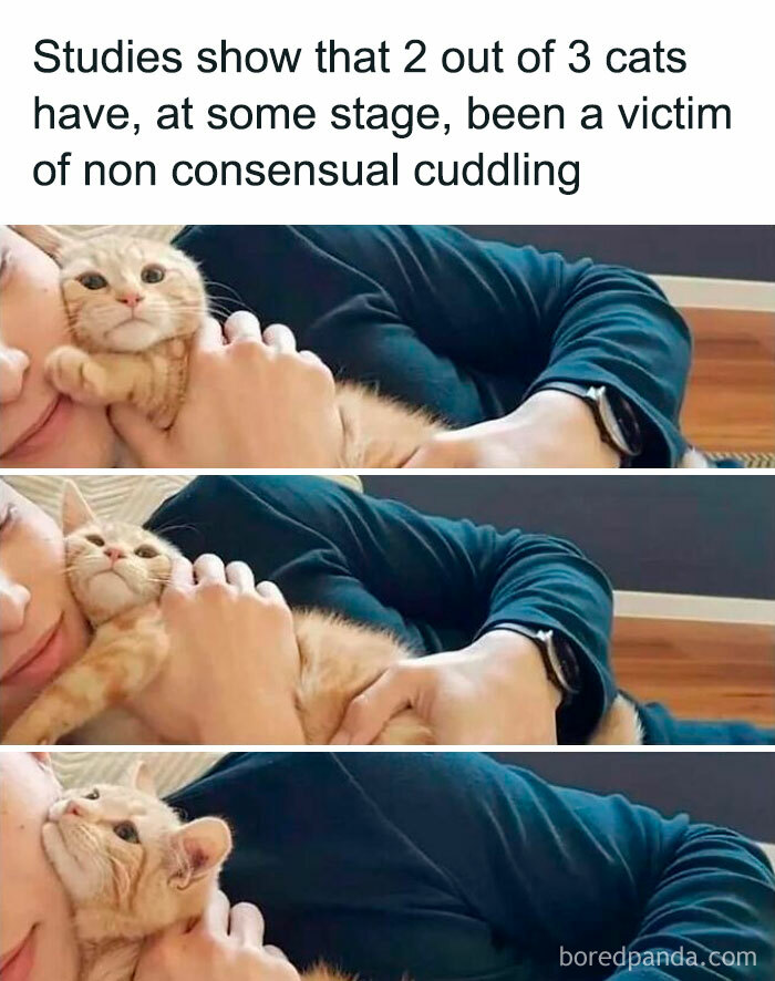 50 Hilarious Cat Memes From Happycat318 Instagram Account We’re Obsessed With 50 Hilarious Cat Memes From Happycat318 Instagram Account We’re Obsessed With