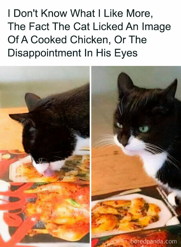 50 Hilarious Cat Memes From Happycat318 Instagram Account We’re Obsessed With 50 Hilarious Cat Memes From Happycat318 Instagram Account We’re Obsessed With