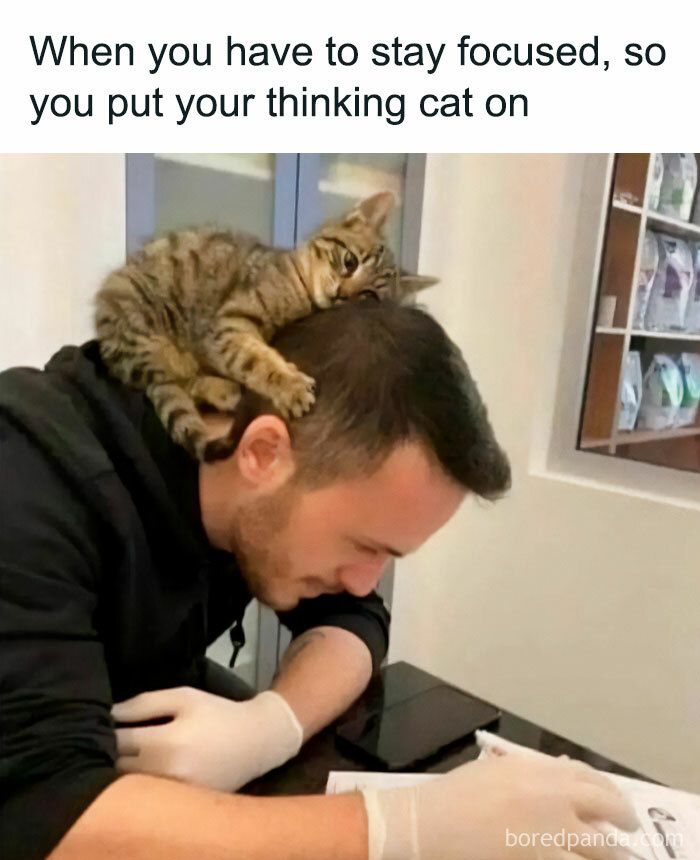 50 Hilarious Cat Memes From Happycat318 Instagram Account We’re Obsessed With 50 Hilarious Cat Memes From Happycat318 Instagram Account We’re Obsessed With