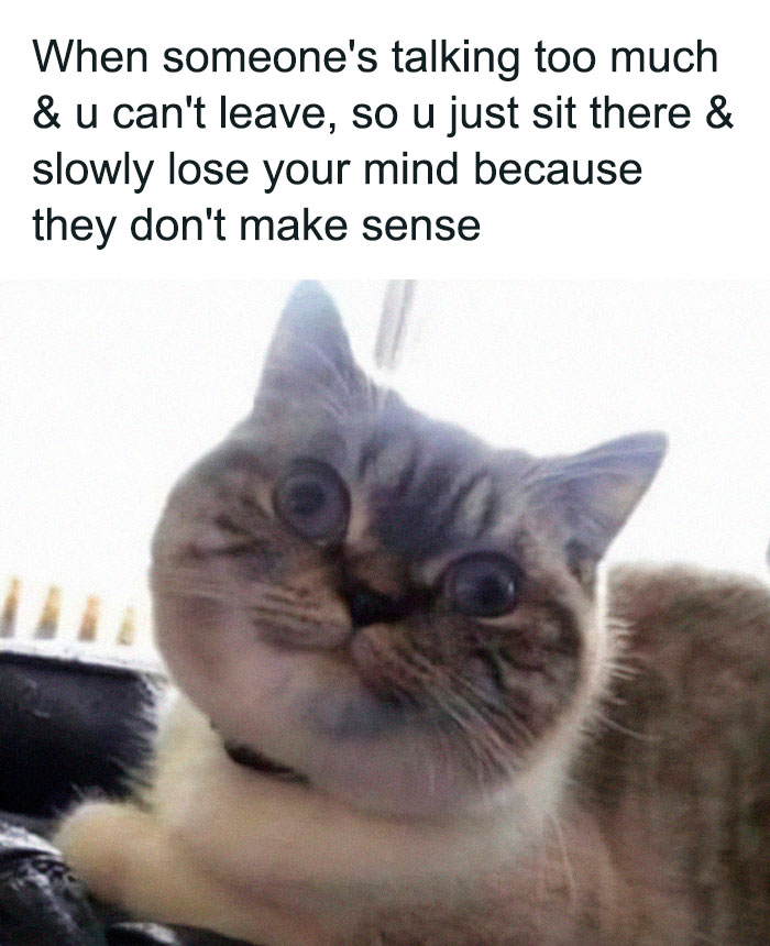 50 Hilarious Cat Memes From Happycat318 Instagram Account We’re Obsessed With 50 Hilarious Cat Memes From Happycat318 Instagram Account We’re Obsessed With