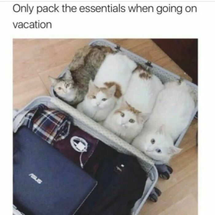 50 Hilarious Cat Memes From Happycat318 Instagram Account We’re Obsessed With 50 Hilarious Cat Memes From Happycat318 Instagram Account We’re Obsessed With