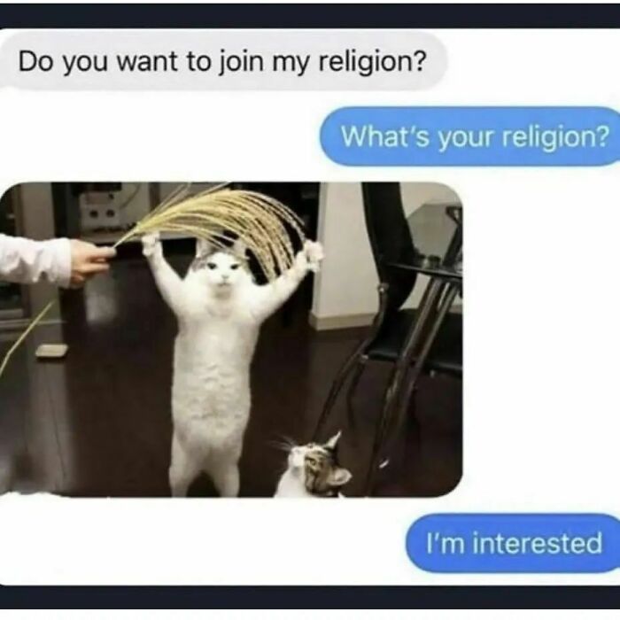 50 Hilarious Cat Memes From Happycat318 Instagram Account We’re Obsessed With 50 Hilarious Cat Memes From Happycat318 Instagram Account We’re Obsessed With