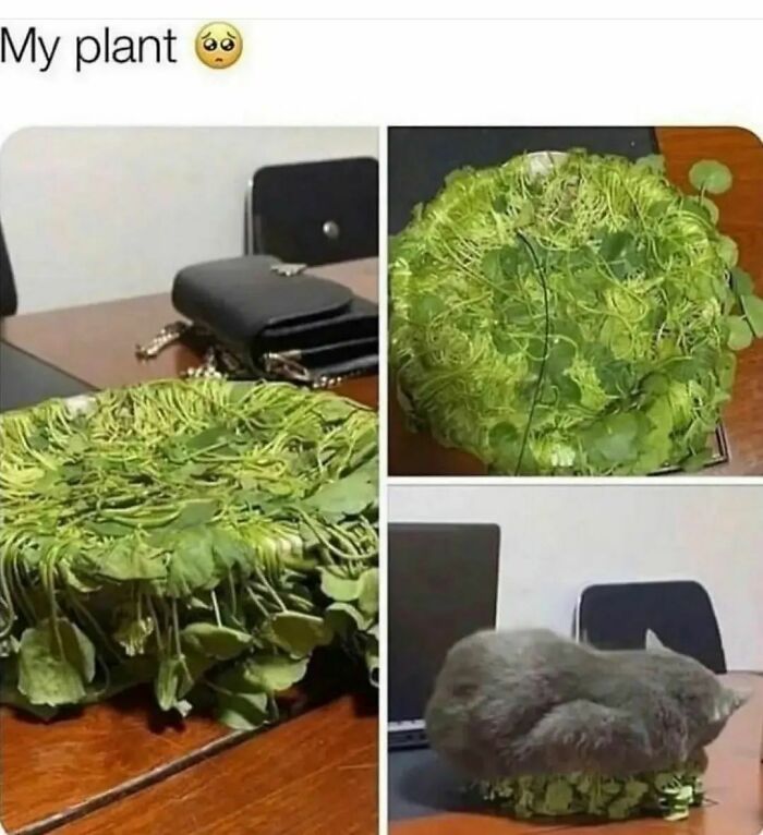 50 Hilarious Cat Memes From Happycat318 Instagram Account We’re Obsessed With 50 Hilarious Cat Memes From Happycat318 Instagram Account We’re Obsessed With