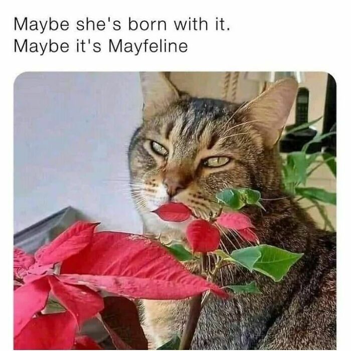 50 Hilarious Cat Memes From Happycat318 Instagram Account We’re Obsessed With 50 Hilarious Cat Memes From Happycat318 Instagram Account We’re Obsessed With
