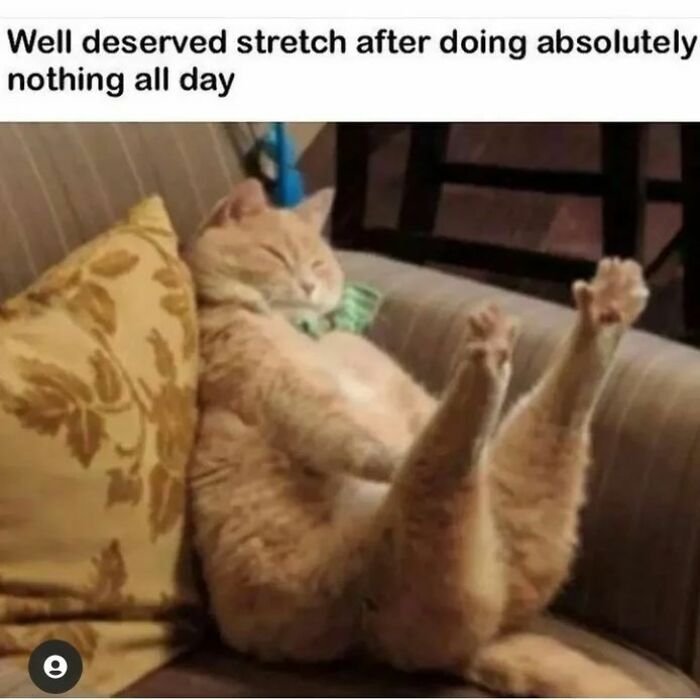 50 Hilarious Cat Memes From Happycat318 Instagram Account We’re Obsessed With 50 Hilarious Cat Memes From Happycat318 Instagram Account We’re Obsessed With