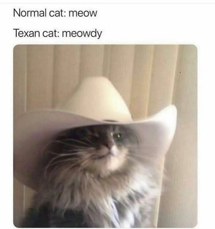 50 Hilarious Cat Memes From Happycat318 Instagram Account We’re Obsessed With 50 Hilarious Cat Memes From Happycat318 Instagram Account We’re Obsessed With