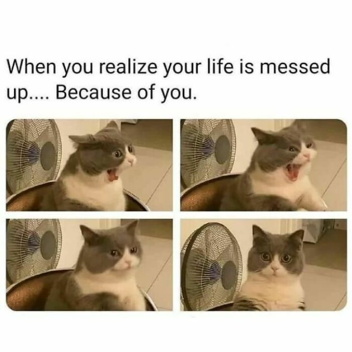 50 Hilarious Cat Memes From Happycat318 Instagram Account We’re Obsessed With 50 Hilarious Cat Memes From Happycat318 Instagram Account We’re Obsessed With