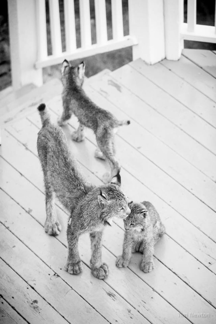 Man Woke Up To Strange Noise And He Discovered Lynx Family At His Doorstep Man Woke Up To Strange Noise And He Discovered Lynx Family At His Doorstep