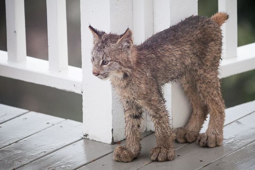 Man Woke Up To Strange Noise And He Discovered Lynx Family At His Doorstep Man Woke Up To Strange Noise And He Discovered Lynx Family At His Doorstep