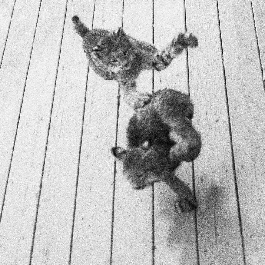 Man Woke Up To Strange Noise And He Discovered Lynx Family At His Doorstep Man Woke Up To Strange Noise And He Discovered Lynx Family At His Doorstep