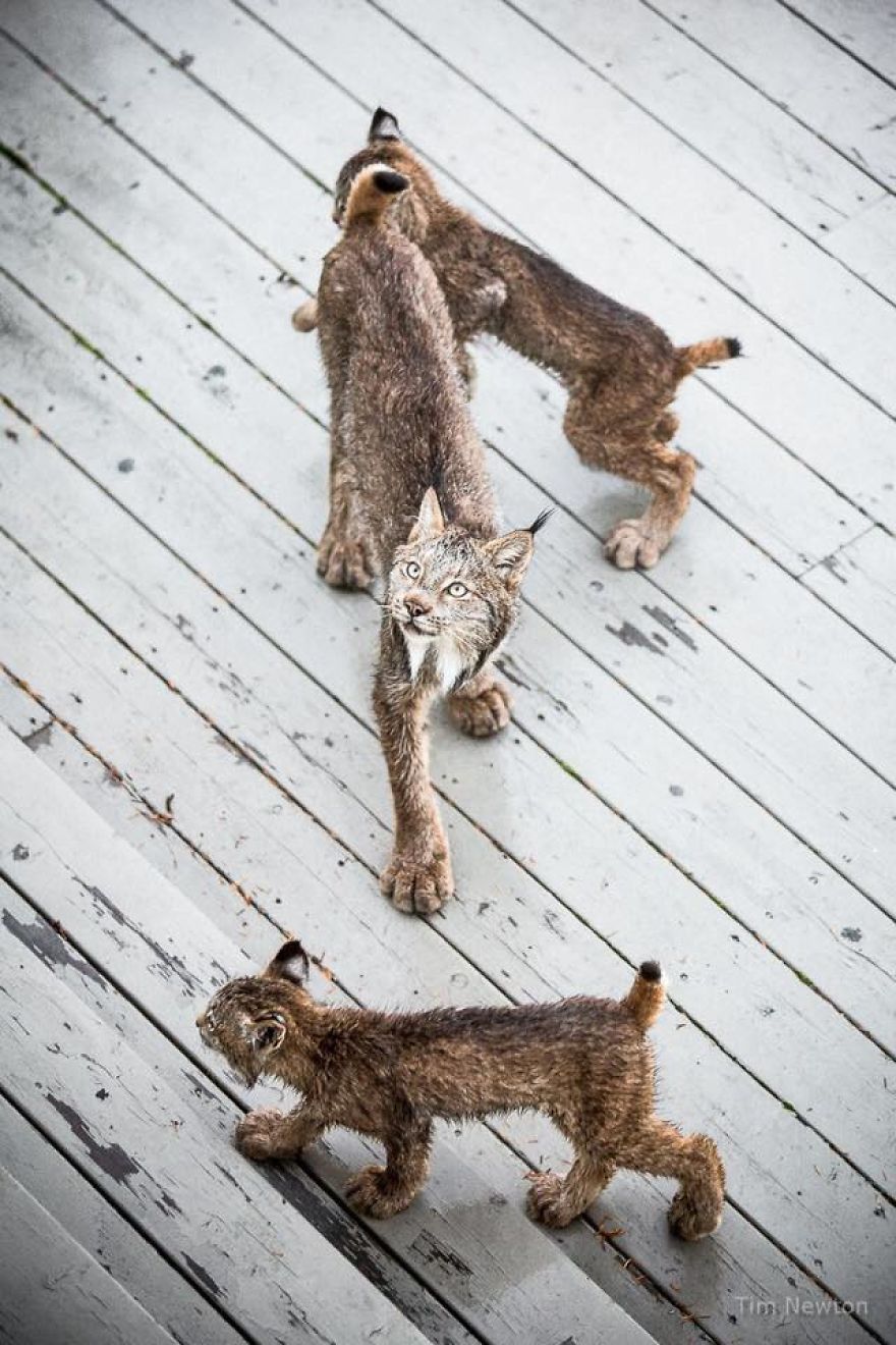 Man Woke Up To Strange Noise And He Discovered Lynx Family At His Doorstep Man Woke Up To Strange Noise And He Discovered Lynx Family At His Doorstep