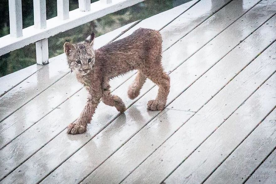 Man Woke Up To Strange Noise And He Discovered Lynx Family At His Doorstep Man Woke Up To Strange Noise And He Discovered Lynx Family At His Doorstep