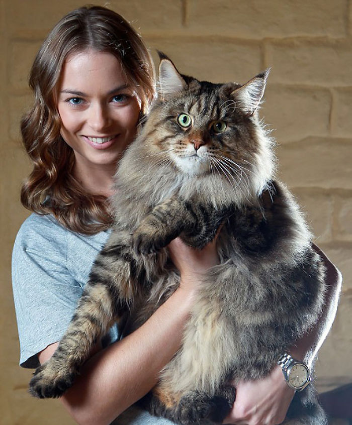 Maine Coon Cats: Giant Kitties With The Softest Character Maine Coon Cats: Giant Kitties With The Softest Character