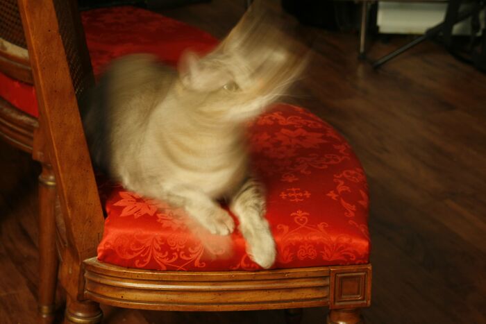 Hey Pandas, Post An Image Of Your Pet Looking Possessed (Closed) Hey Pandas, Post An Image Of Your Pet Looking Possessed (Closed)