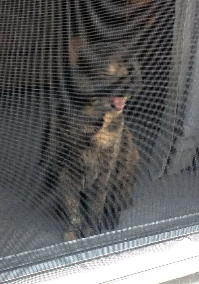 Hey Pandas, Post An Image Of Your Pet Looking Possessed (Closed) Hey Pandas, Post An Image Of Your Pet Looking Possessed (Closed)