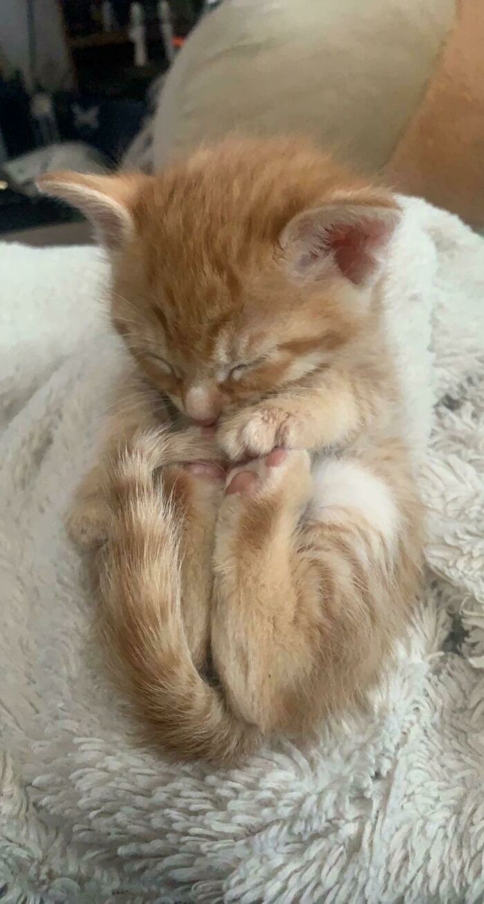 50 Adorable Pets Feeling At Home After Getting Adopted (July Edition) 50 Adorable Pets Feeling At Home After Getting Adopted (July Edition)