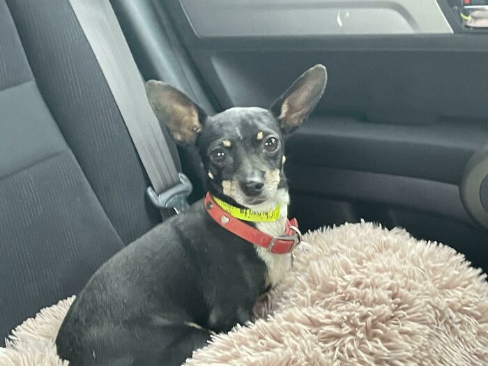 50 Adorable Pets Feeling At Home After Getting Adopted (July Edition) 50 Adorable Pets Feeling At Home After Getting Adopted (July Edition)