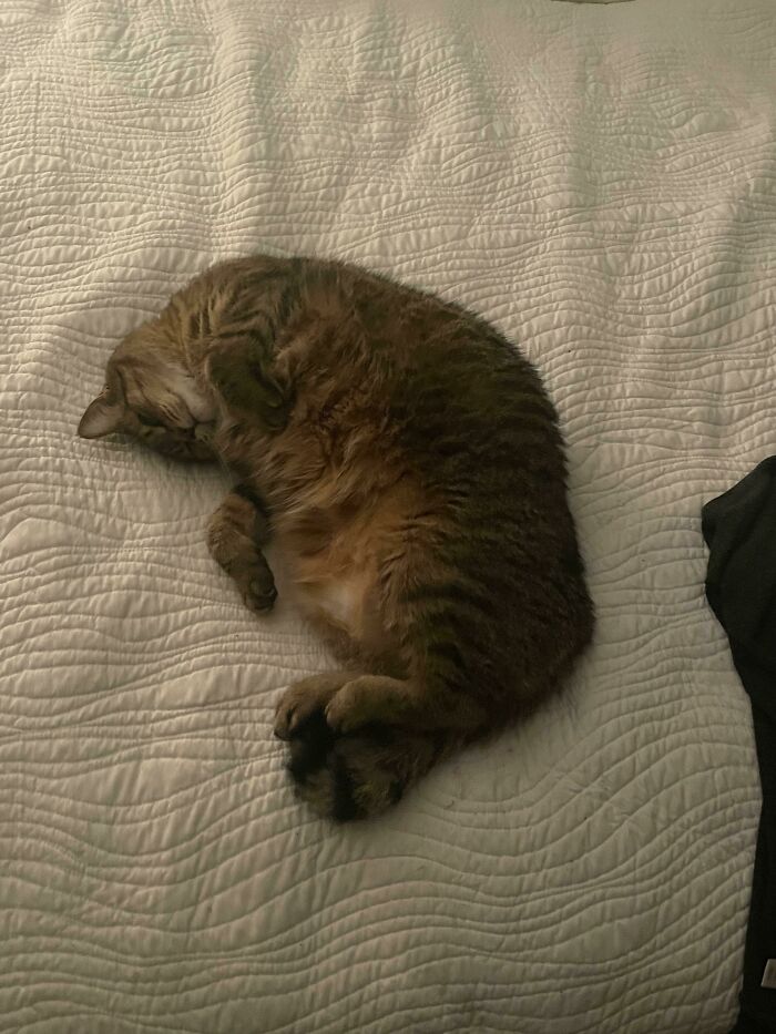 50 Adorable Pets Feeling At Home After Getting Adopted (July Edition) 50 Adorable Pets Feeling At Home After Getting Adopted (July Edition)