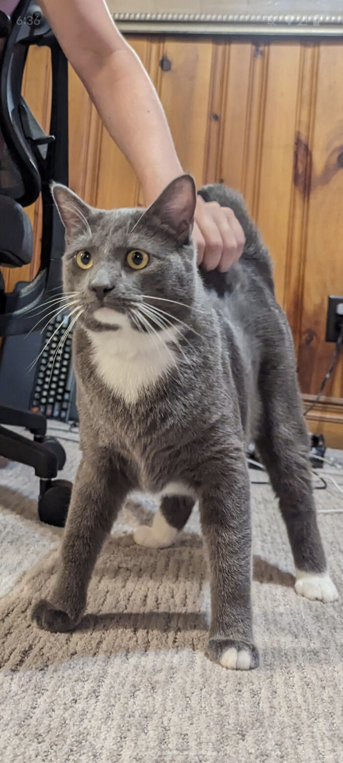 50 Adorable Pets Feeling At Home After Getting Adopted (July Edition) 50 Adorable Pets Feeling At Home After Getting Adopted (July Edition)