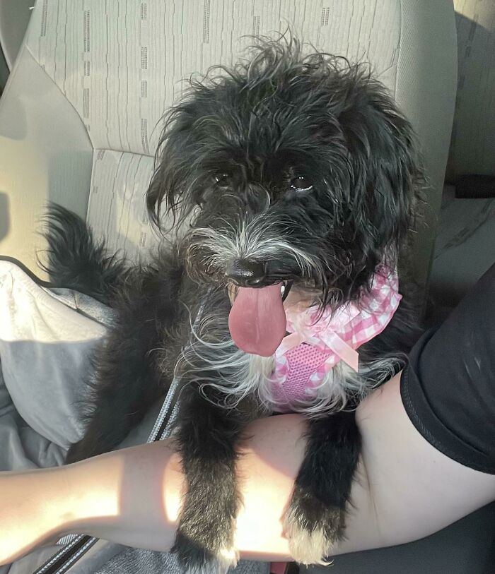 50 Adorable Pets Feeling At Home After Getting Adopted (July Edition) 50 Adorable Pets Feeling At Home After Getting Adopted (July Edition)