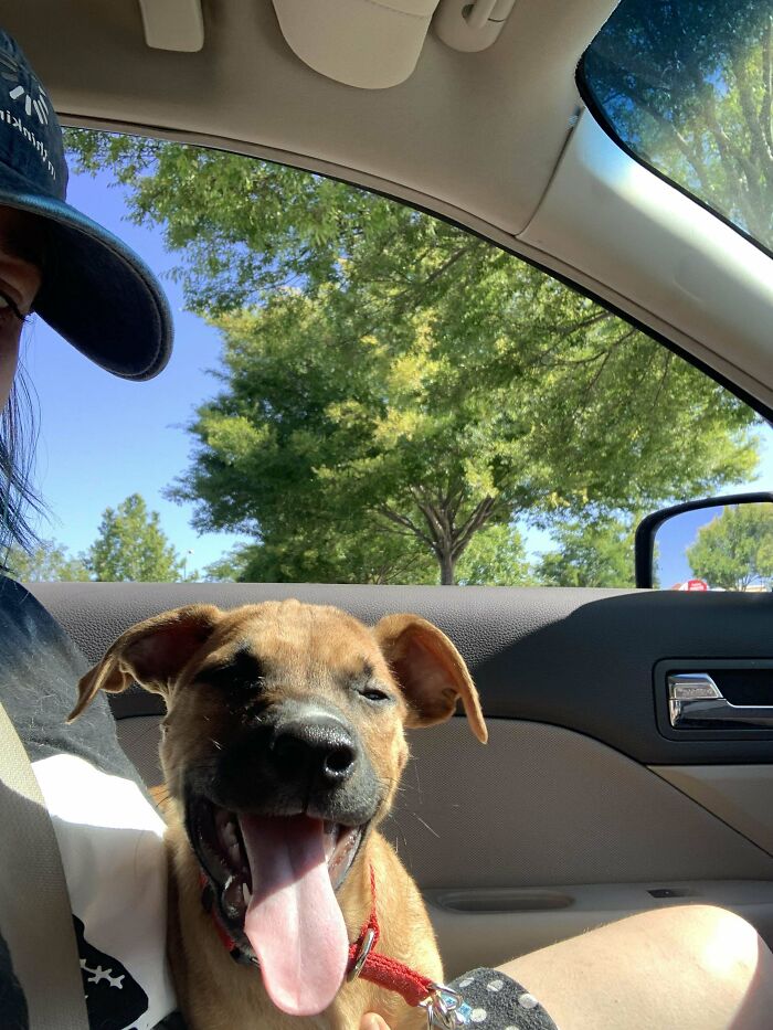 50 Adorable Pets Feeling At Home After Getting Adopted (July Edition) 50 Adorable Pets Feeling At Home After Getting Adopted (July Edition)