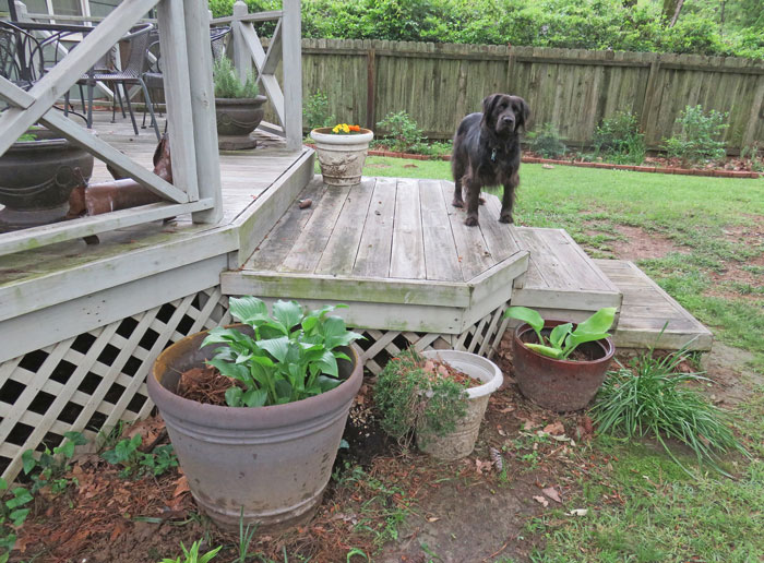 “Neighbor Doesn’t Like Me Using My Own Garden” “Neighbor Doesn’t Like Me Using My Own Garden”