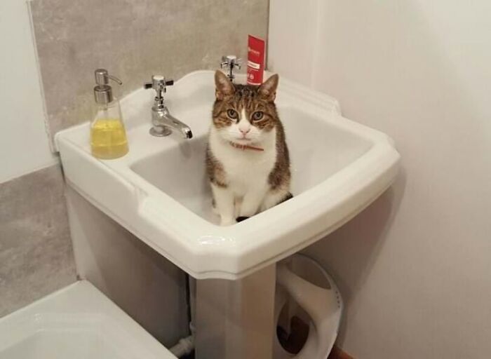 19 Important Milestones For Cat Owners 19 Important Milestones For Cat Owners