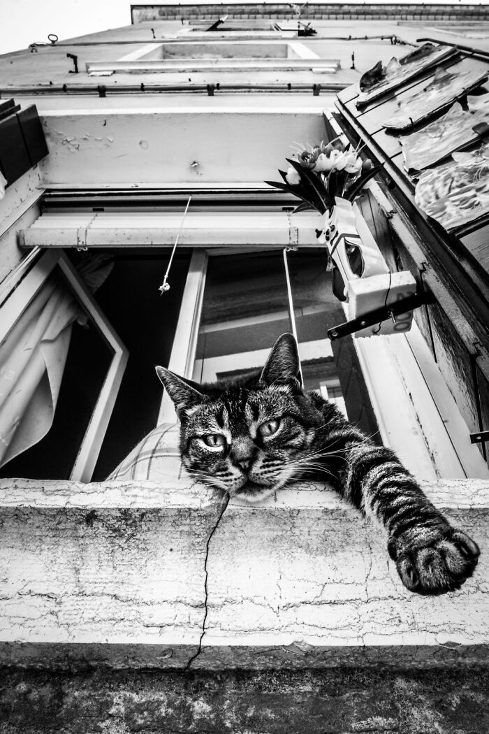 I Took Photos Of Window Cats In Venice, And Here Are 20 Of The Best Ones