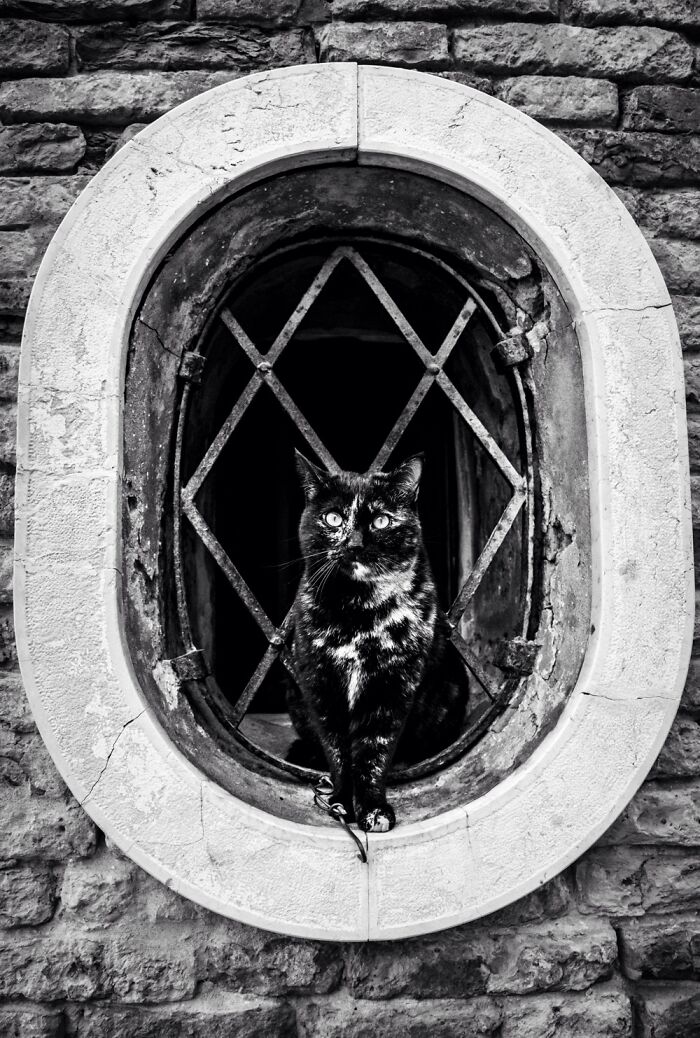 I Took Photos Of Window Cats In Venice, And Here Are 20 Of The Best Ones