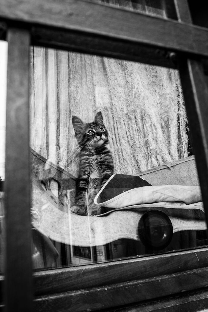 I Took Photos Of Window Cats In Venice, And Here Are 20 Of The Best Ones