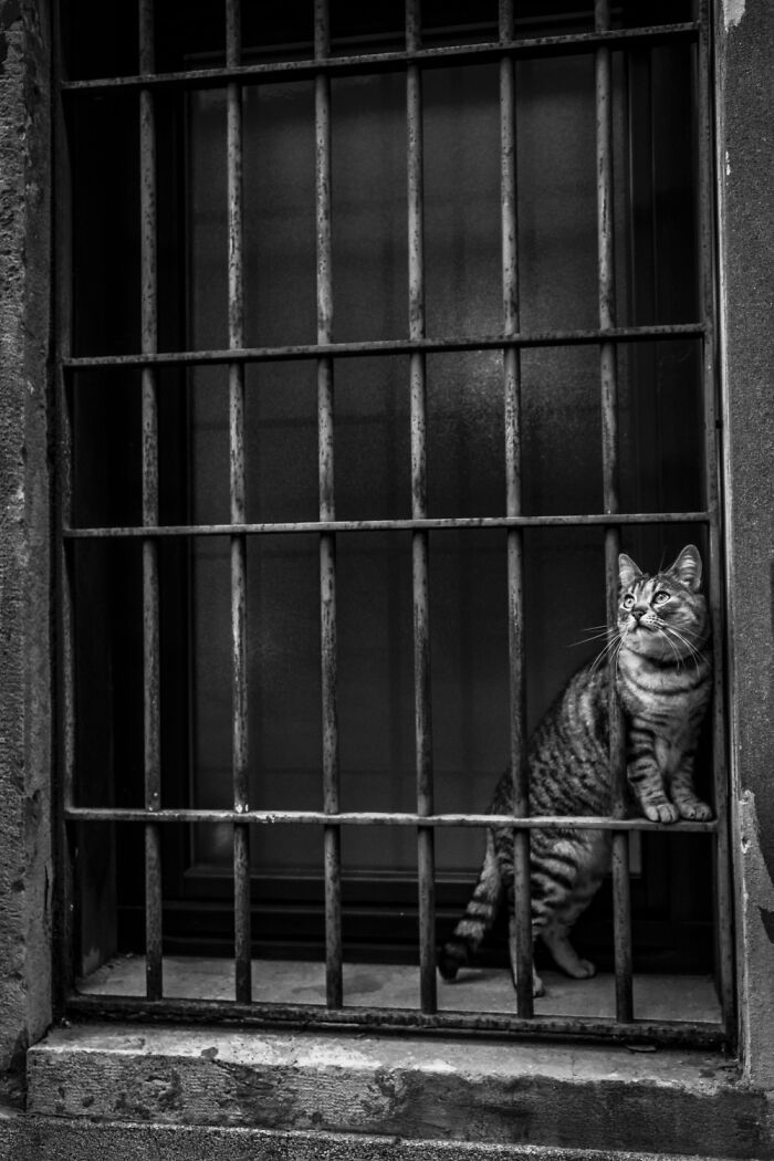 I Took Photos Of Window Cats In Venice, And Here Are 20 Of The Best Ones