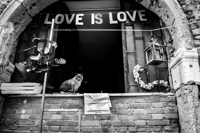 I Took Photos Of Window Cats In Venice, And Here Are 20 Of The Best Ones