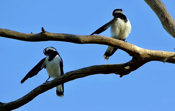 This Facebook Group Is Dedicated To Hilariously Bad Attempts At Photographing Birds (30 New Pics)