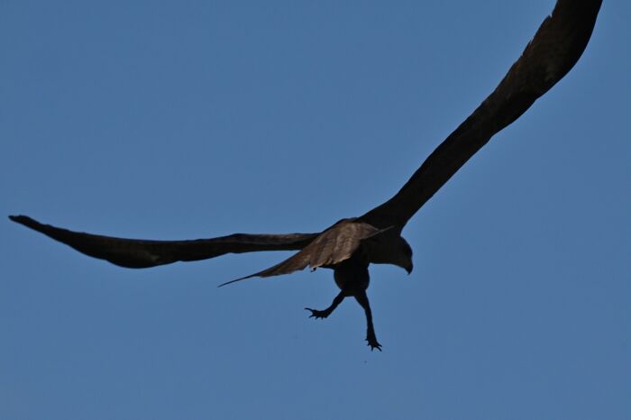 This Facebook Group Is Dedicated To Hilariously Bad Attempts At Photographing Birds (30 New Pics)