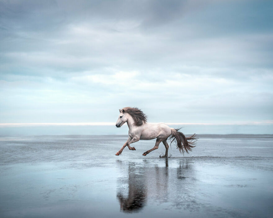 I Took Pictures Of Beautiful Horses In Breathtaking Icelandic Landscapes, And Here Are 30 Of Them I Took Pictures Of Beautiful Horses In Breathtaking Icelandic Landscapes, And Here Are 30 Of Them