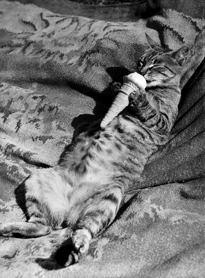 40 Best Vintage Cat Photos To Melt Your Heart 40 Best Vintage Cat Photos To Melt Your Heart