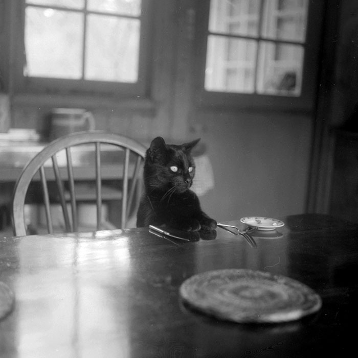 40 Best Vintage Cat Photos To Melt Your Heart 40 Best Vintage Cat Photos To Melt Your Heart